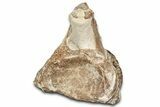 Fossil Plesiosaur Cervical Vertebra - Asfla, Morocco #328648-3